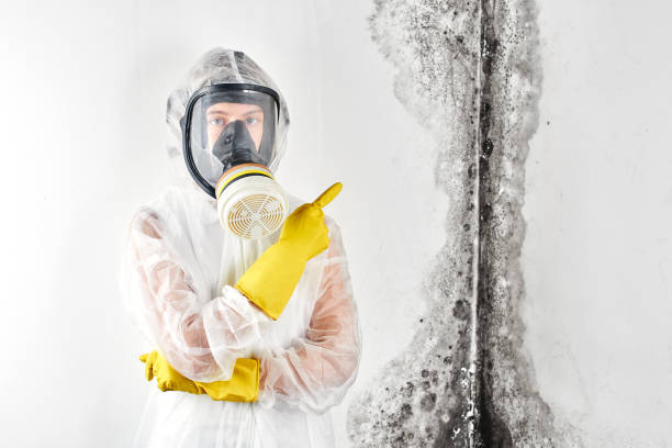 Best Asbestos and Lead Testing During Mold Inspection in Talent, OR