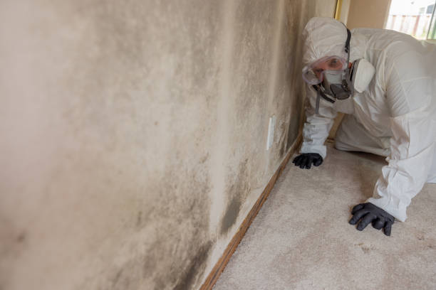 Best Basement Mold Removal in Talent, OR